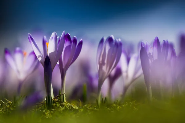 Blooming violet crocuses — Stock Photo, Image