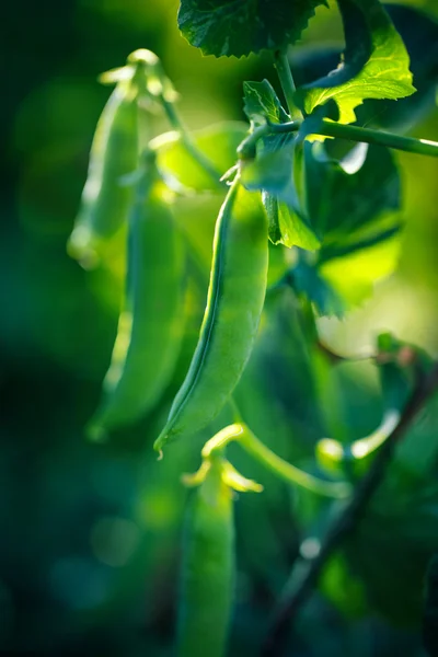 Ervilhas verdes que crescem na exploração biológica — Fotografia de Stock