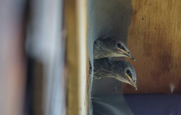 home starling family under roof