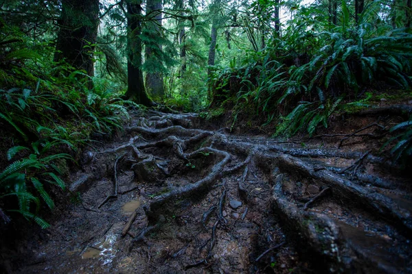 Forest land in Oregon state