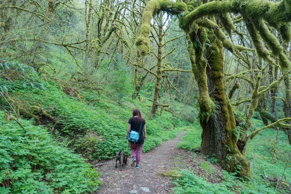 Forest land in Oregon state