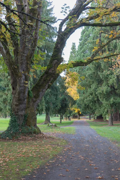 Forest land in Oregon state