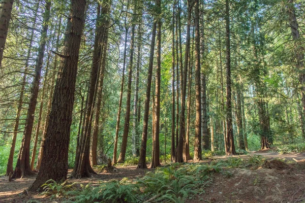 Forest land in Oregon state