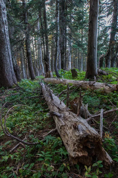 Forest land in Oregon state