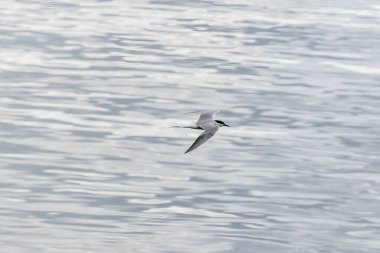 ULSTEINVIK, NORway - 2020 Mayıs 21. Deniz zemininde uçmakta olan yetişkin deniz feneri