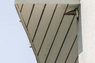 ULSTEINVIK, NORway - 2020 Mayıs 22. Ahır Kırlangıcı duvarda yuva yapıyor