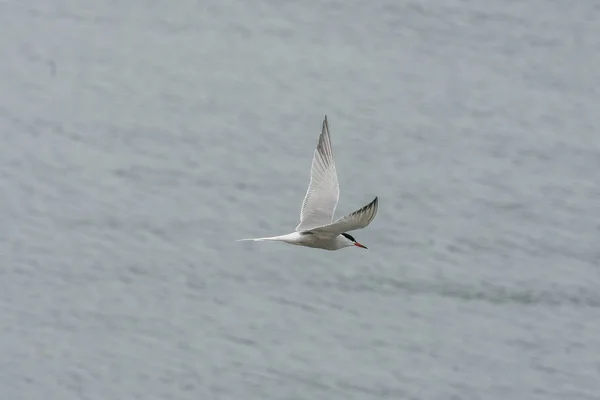 Ulsteinvik Noruega 2020 Maio Tern Comum Adulto Voo Fundo Mar — Fotografia de Stock