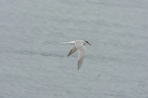 Ulsteinvik Noruega 2020 Maio Tern Comum Adulto Voo Fundo Mar — Fotografia de Stock