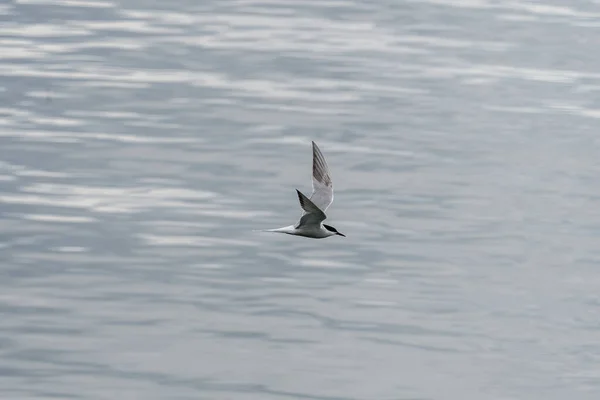 Ulsteinvik Norway 2020 May Adult Common Tern Flight Sea Background — Stock Photo, Image