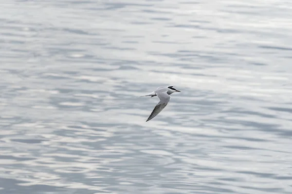 Ulsteinvik Noorwegen 2020 Mei Volwassen Stern Tijdens Vlucht Zeeachtergrond — Stockfoto