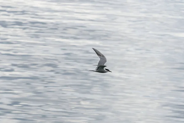 Ulsteinvik Noruega 2020 Maio Tern Comum Adulto Voo Fundo Mar — Fotografia de Stock