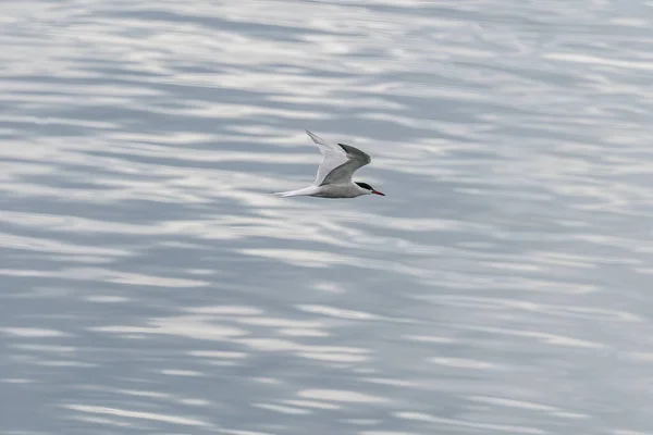 Ulsteinvik Νορβηγία 2020 Μαΐου Ενηλίκων Κοινή Tern Κατά Την Πτήση — Φωτογραφία Αρχείου