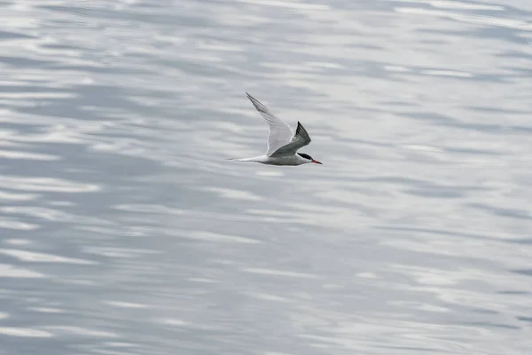 Ulsteinvik Noruega 2020 Maio Tern Comum Adulto Voo Fundo Mar — Fotografia de Stock