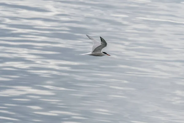 Ulsteinvik Noruega 2020 Maio Tern Comum Adulto Voo Fundo Mar — Fotografia de Stock