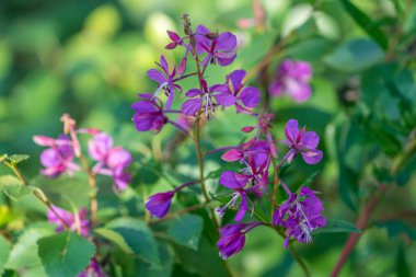 FLO, NORway - 2020 Ağustos 10. Willow Herb - Chamaenerion Angustifolium. Tek çiçeğe odaklan. Arka ışıklandırma resmi Norveç 'te bir yaz sabahı çekildi.