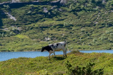 FLO, NORway - 2020 Ağustos 10. Doğada tek kahverengi ve beyaz inek göle yakın..