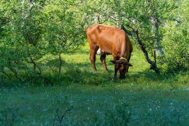 FLO, NORway - 2020 Ağustos 10. Kahverengi inek ot yiyor.