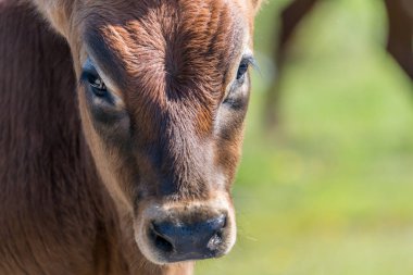 FLO, NORway - 2020 Ağustos 10. Genç bir kızıl ineğin portresi