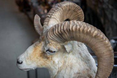 BİRKJEDAL, NORWAY - 2020 EYLÜL 07. Büyük boynuzlu beyaz keçi