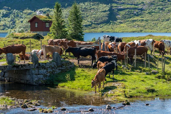 FLO, NORway - 2020 Ağustos 10. Birçok inek doğada göle yakın..