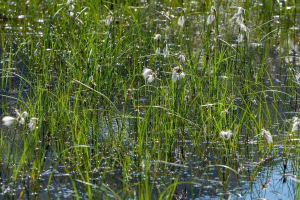 Flo Norwegia 2020 Sierpnia Trawa Bawełniana Eriophorum Górskich Mokradłach Latem — Zdjęcie stockowe