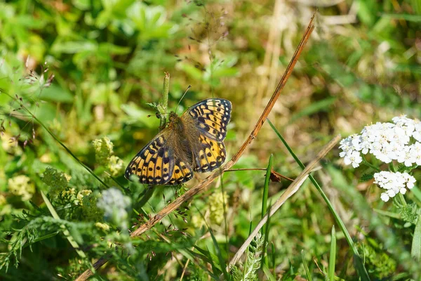FLO, NORway - 2020 Ağustos 10. Kelebek - Arran Brown (Erebia ligea).