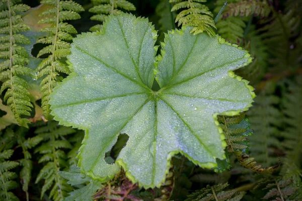 Flo Norway 2020 Ağustos Alchemilla Mollis Damlacıkları Ile Yağan Yağmurdan — Stok fotoğraf