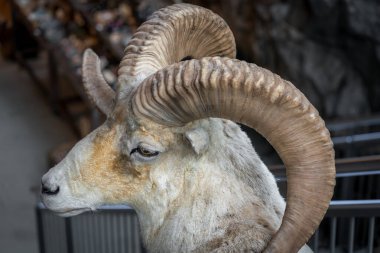 BİRKJEDAL, NORWAY - 2020 EYLÜL 07. Büyük boynuzlu beyaz keçi