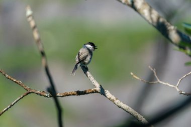 FLO, NORWAY - 2020 AUGUST 10. Willow Tit (Poecile montanus)