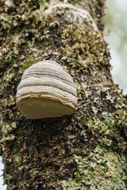 FRAFJORD, NORway - Eylül 07. Raf mantarı (Fomes fomentarius). Parlak mantar. Fomes fomentarius ağaçta büyüyor..