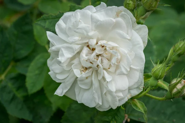 Geiranger Norge 2020 Juni Närbild Rosa Rugosa — Stockfoto