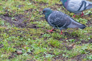 Vilnius, Litvanya - 2020 Mart 07. Çimlerin üzerinde iki güvercin.