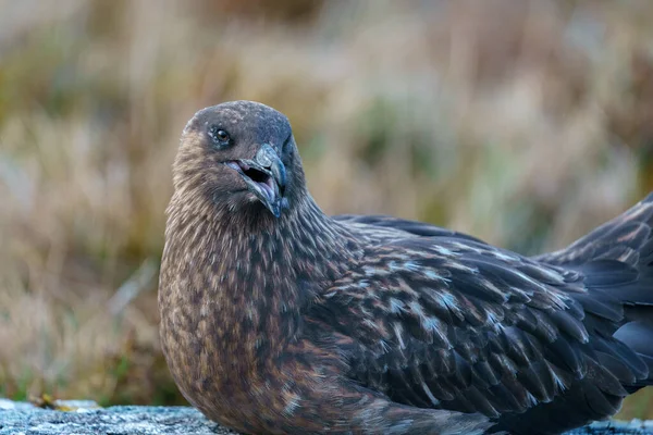 Runde Noruega 2020 Mayo Retrato Cercano Gran Skua Catharacta Skua —  Fotos de Stock