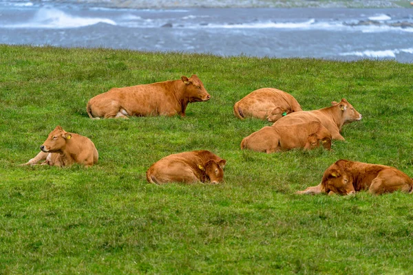 Naerboe Norway 2020 July Red Brown Cows Relax Grass Close — Stock Photo, Image