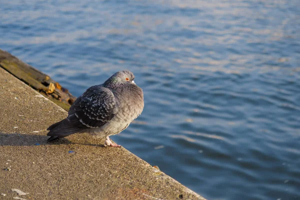 Gdansk Polónia Janeiro 2020 Pombo Columba Livia Relaxe Cais Canal — Fotografia de Stock