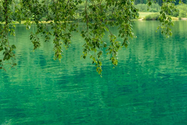 Лоэн Норвегия Июня Зеленая Старая Вода Листьями Свисающими Вниз — стоковое фото