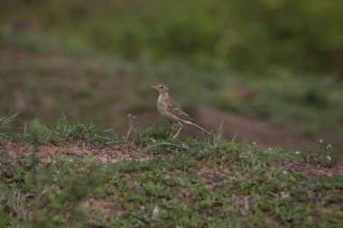Paddyfield piti bir açık alanda duruyor