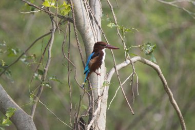 Ağaç dalına tünemiş beyaz boğazlı balıkçı