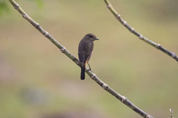 Pied Bush Chat Hembra Sentado Una Rama — Foto de Stock