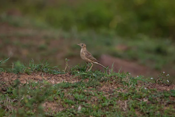 Paddyfield Pipit Standing Openfield — Stock Photo, Image