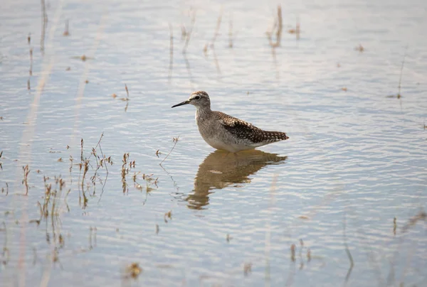 Bécasseau Bois Debout Dans Lac — Photo