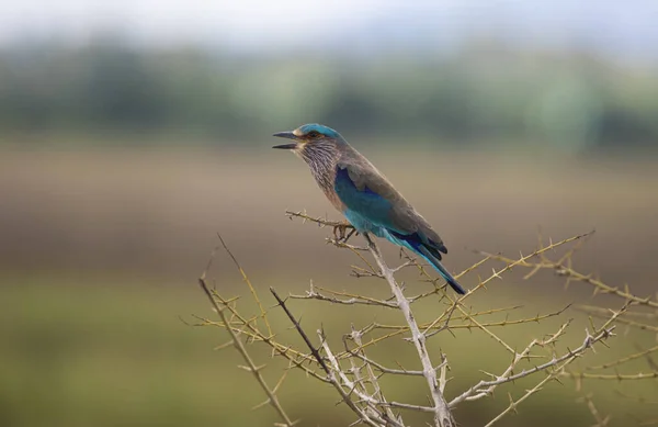 Indian Roller Perching Branch — Stock Photo, Image