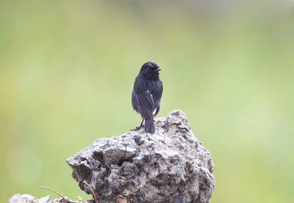 Pied Bush Chat Sentado Una Piedra Bajo Lluvia — Foto de Stock