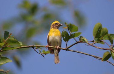 Ağaca tüneyen Baya dokumacı