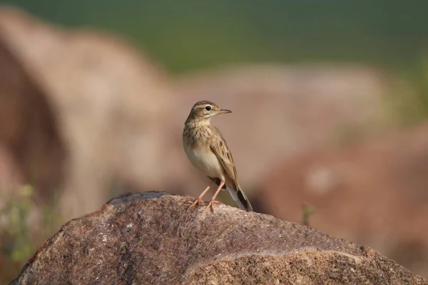 Paddyfield Pipit Bir Kayanın Üstünde Duruyor — Stok fotoğraf