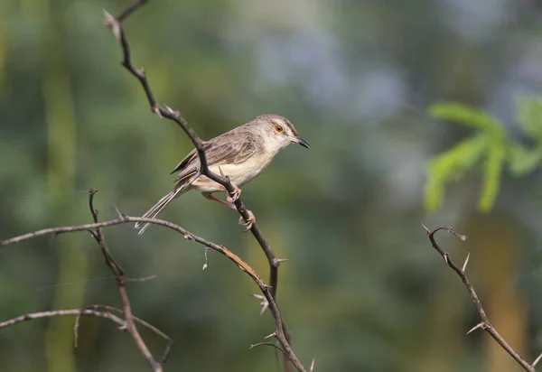 Llanura Prinia Encaramada Árbol — Foto de Stock