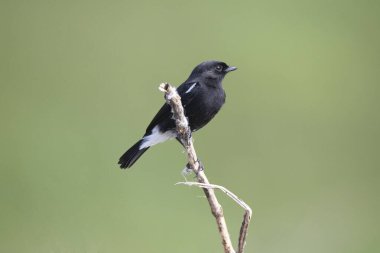 Pied Bush Sohbeti bir dal üzerinde oturuyor