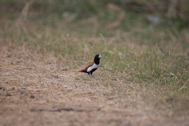 Üç renkli Munia kuşu yerde duruyor.
