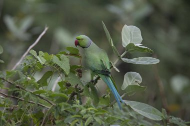 Gül halkalı muhabbet kuşu bir çalılığa tünedi. 