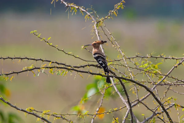 Hoopoe Kuşu Bir Çalılığa Tünedi — Stok fotoğraf